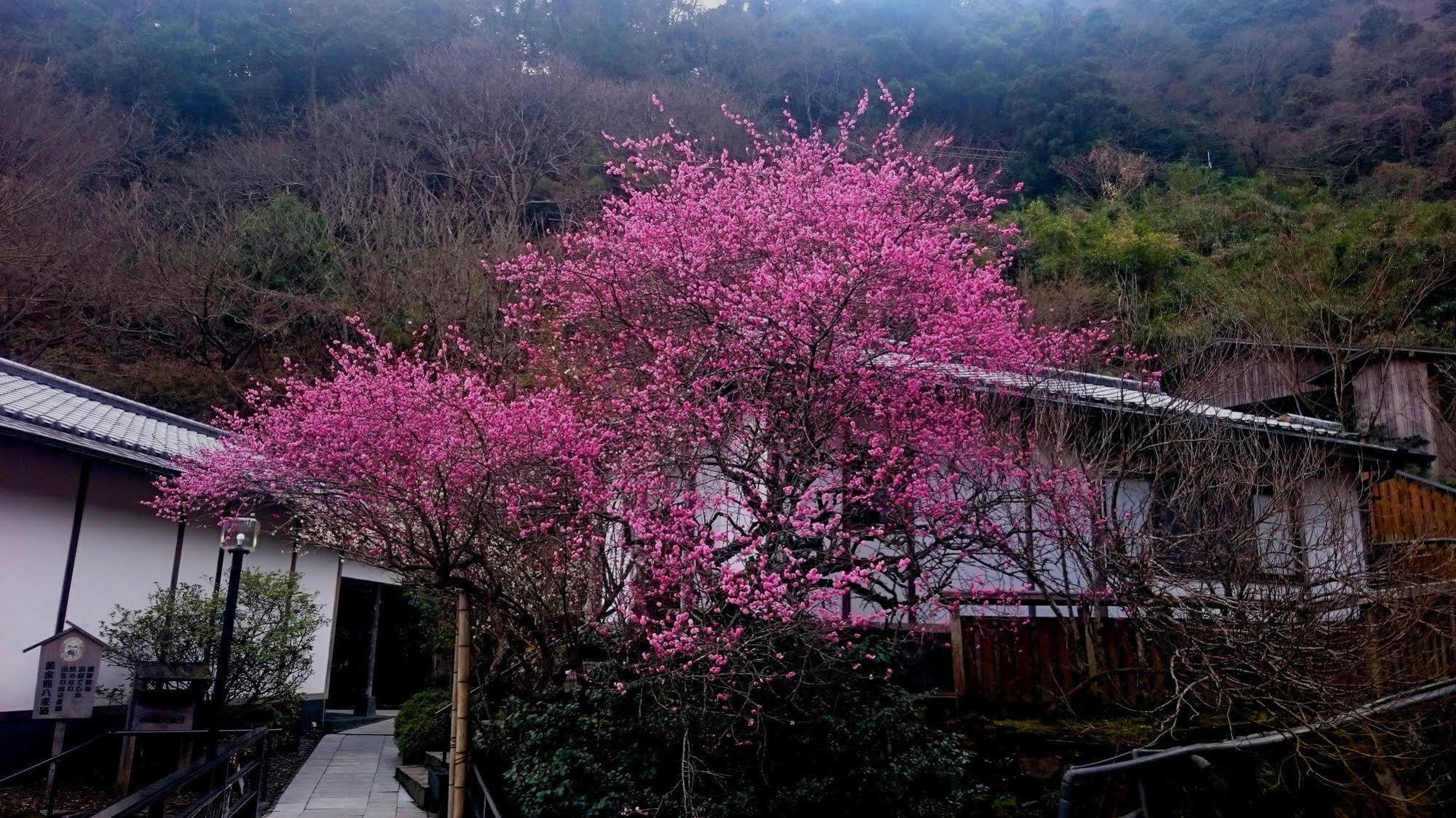 Beppu Showaen Ngoại thất bức ảnh